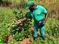 Nyambaka - Organisation des travaux d´entretien et de sécurisation dans les sites reboises: nettoyage complet des parcelles, arrosage, pars feu, traitement phyto....