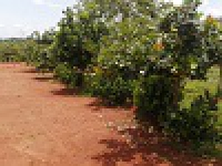 Commune Dimako - Avril 2023 - croissance des plants