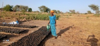Pépinière de Darda au Tchad 06052025