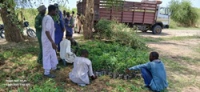 Transport de 16 mille  plants pour la commune de Waza- 11062025