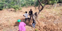 Bangangté - Opération de dégrichage dans la réserve forestière de Baloumgou