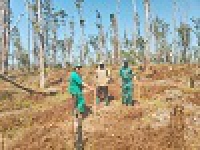 Bangangté - Travaux d´entretien des plantations sur le site de Baloumgoum