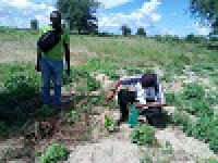 Lagdo - Vue des plants mis en terre à Bengui 