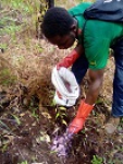 Banganté - Traitements phytosanitaires sur le site de baloumgoum et Plantations d´alignements dans la ville